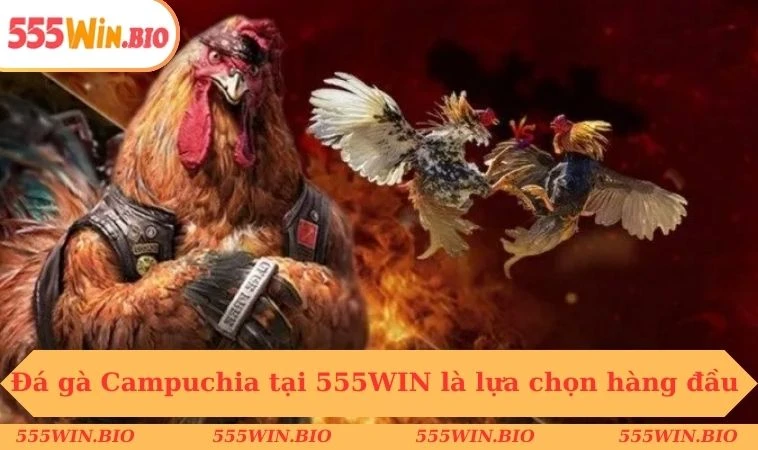 Đá gà Campuchia tại 555WIN là lựa chọn hàng đầu
