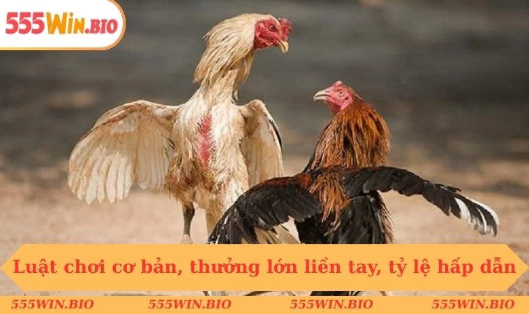 Luật chơi cơ bản, thưởng lớn liền tay, tỷ lệ hấp dẫn
