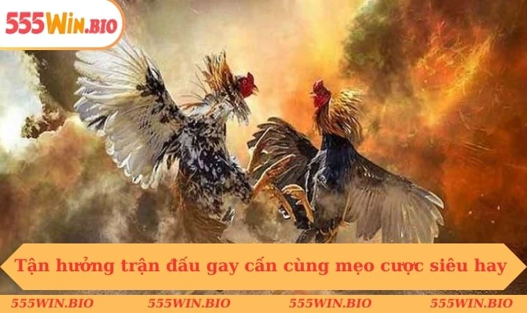 Tận hưởng trận đấu gay cấn cùng mẹo cược siêu hay